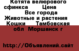 Котята велюрового сфинкса. .. › Цена ­ 15 000 - Все города Животные и растения » Кошки   . Тамбовская обл.,Моршанск г.